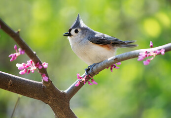 Tufted Titmouse, Baeolophus bicolor, perched in a redbud tree with spring blossoms against a green background