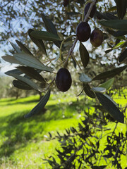 Tuscan Olive Tree