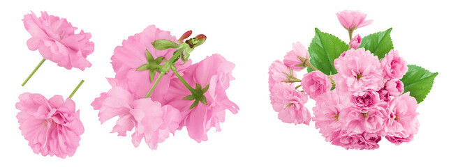 Sakura flower cherry blossom isolated on white background with full depth of field. Top view. Flat lay