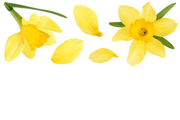 Daffodil flower or narcissus isolated on white background. Top view with copy space for your text. Flat lay