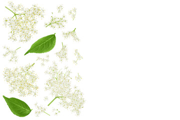 Elderberry flower or Sambucus nigra isolated on a white background with copy space for your text....