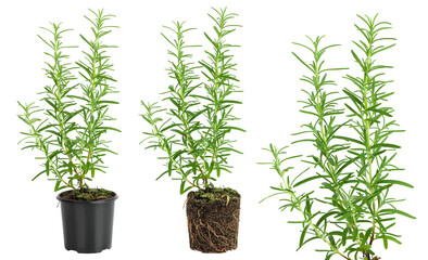 Fototapeta premium Rosemary plant growing in pot isolated on white background. Aromatic herb