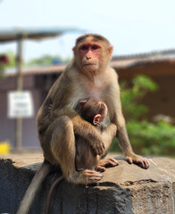 Mother monkey holding her baby while attentively observing the crowded area around them
