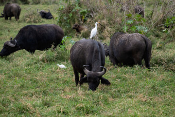 Fototapeta premium herd of African buffalo grazing in a grassy savanna, with an egret perched on one buffalo