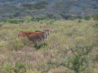 Common eland walking through tall grass, its large horns curving back gracefully.