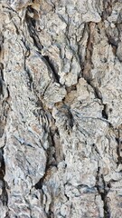 tree bark texture