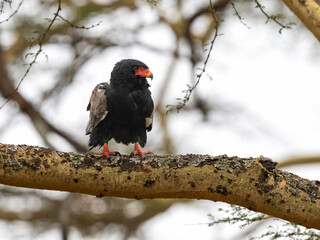 Bateleur eagle perched on a branch, its black plumage contrasting with its bright red face and legs.