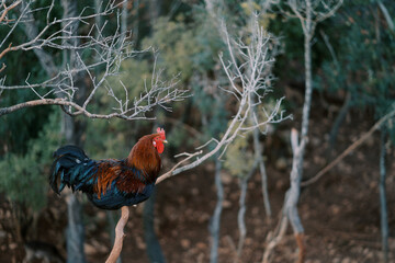 Bright colorful big rooster sitting on a tree branch in the park
