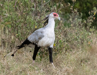 Secretarybird walking through the grasslands, displaying its distinctive long legs and striking plumage