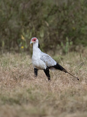 Secretarybird walking through the grasslands, displaying its distinctive long legs and striking plumage