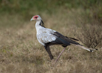 Secretarybird walking through the grasslands, displaying its distinctive long legs and striking plumage