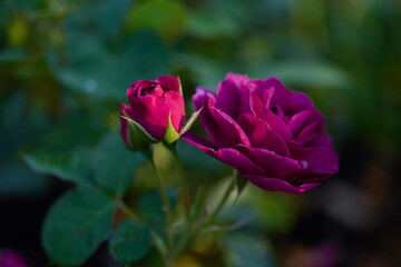 Two blooming purple roses stand out against lush green foliage, showcasing their beauty in a vibrant garden during spring.