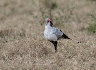 Secretarybird walking through the grasslands, displaying its distinctive long legs and striking plumage