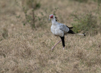 Secretarybird walking through the grasslands, displaying its distinctive long legs and striking plumage