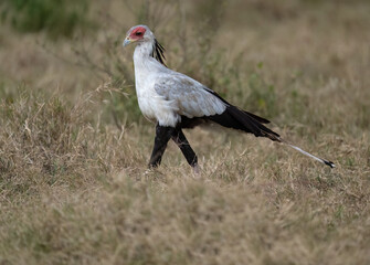 Secretarybird walking through the grasslands, displaying its distinctive long legs and striking plumage