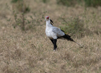 Secretarybird walking through the grasslands, displaying its distinctive long legs and striking plumage