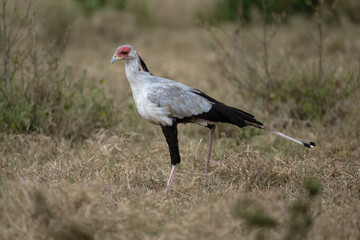 Secretarybird walking through the grasslands, displaying its distinctive long legs and striking plumage