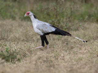 Secretarybird walking through the grasslands, displaying its distinctive long legs and striking plumage