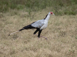 Secretarybird walking through the grasslands, displaying its distinctive long legs and striking plumage