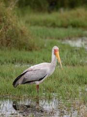 Yellow-billed Stork wades through shallow water, showcasing its vibrant red face and long yellow bill