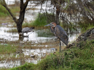 Purple Heron stands  on one leg near a wetland, with a Yellow-billed Stork foraging in the blurred background