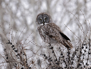 Great gray owl resting on a snow-covered bush with dark berries against a wintery backdrop