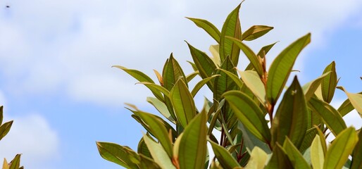 A Moment of Natural Beauty: Tropical Leaves and Peaceful Sky Scene