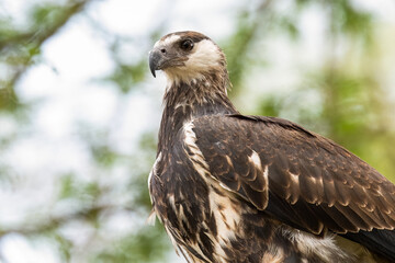 Close-up portrait of a juvenile African Fish Eagle  with sharp eyes and a strong beak, set against a blurred green background