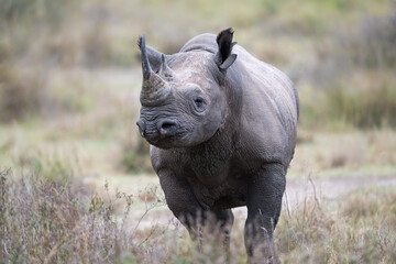 A black rhinoceros in the grasslands of Lake Nakuru, Kenya. Closeup portrait.