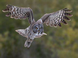 Great gray owl in mid-flight, wings arched on green background