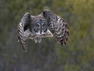 Great gray owl in flight with intense yellow eyes and elegantly curved wings on blur green background in winter