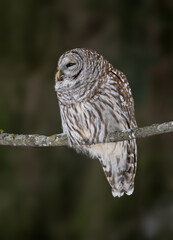Barred Owl portrait on blur background in Winter