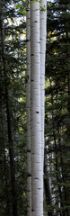 Aspen Trunks Vertical Panorama