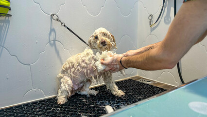 At a pet grooming salon, a middle-aged male groomer is washing the fur of an adorable Maltipoo dog...