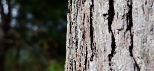 Tree Bark Texture Close Up: Natural Detail with Blurred Background