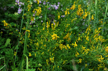 Yellow flower of black broom plant, Lembotropis nigricans.