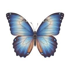 Fototapeta premium Beautiful blue butterfly with realistic wings and detailed patterns isolated on white background for nature and wildlife themes