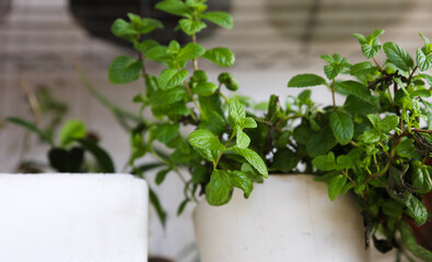 Close-Up of Fresh Mint Leaves