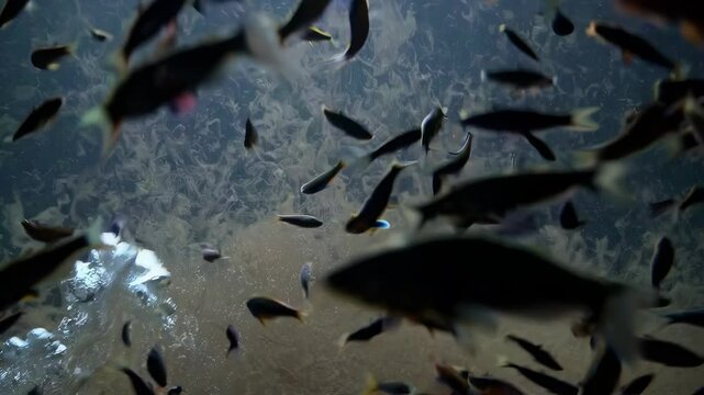 Active School of Fish in Murky Water. Looping. Animated Background / Wallpaper. VJ / Vtuber / Streamer Backdrop. Seamless Loop.
