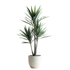 A Tall Slender Potted Yucca Plant with Sharp Spiky Leaves Isolated on Transparent Background