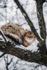 A beautiful small kitty on the snow covered tree , little cat on the tree , winter animals 