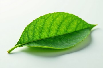 Fototapeta premium Intact green tea leaf, crisp edges, smooth surface , shot, asset