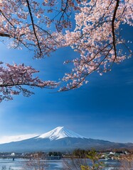 富士山と桜の風景