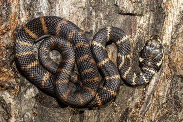 Highly venomous  Australian Stephen's Banded Snake