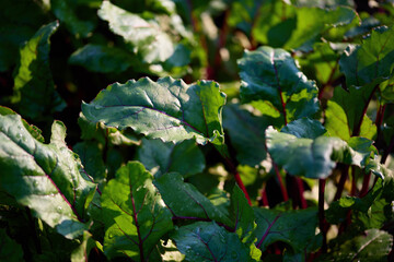 Vibrant beet greens flourish in a rural garden, soaking up sunlight during the warm summer months, showcasing healthy growth and lush foliage.