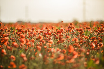 Endless poppy field at sunset on a warm summer day