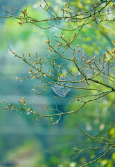 Spider web hanging on a tree on a gentle green background