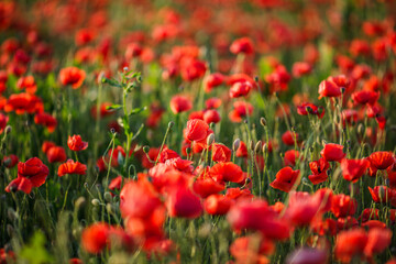 Endless red poppies swaying under golden evening light