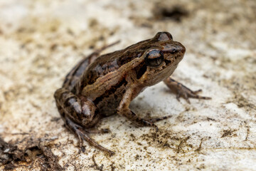 Australian Wallum Froglet on sandy habitat
