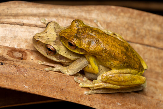 Australian Southern Whirring Tree frogs amplexing